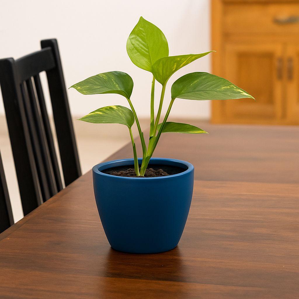 FIBER GLASS PLANTER