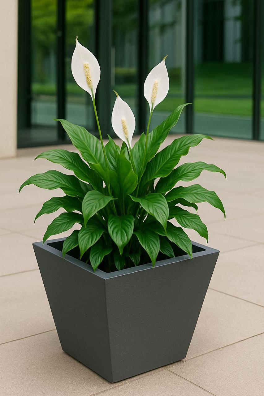 FIBER GLASS PLANTER