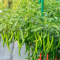 Green Chilli 