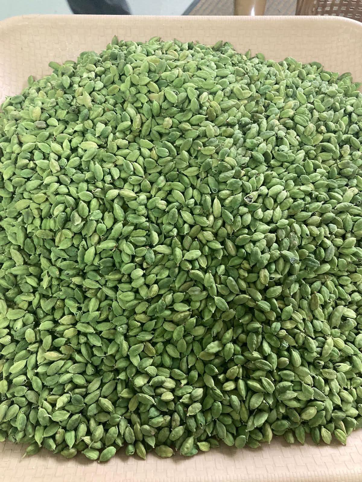 Green Cinnamon 