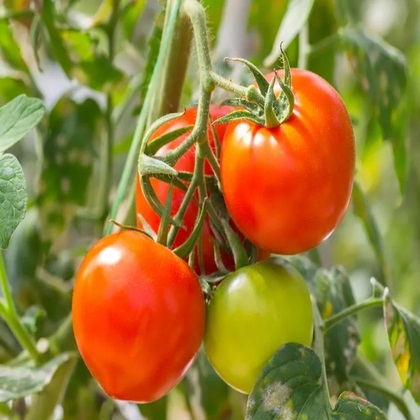Fresh Tomato 