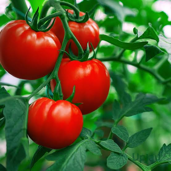 Tomato
