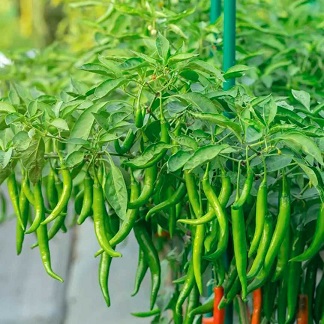 Green Chilli 
