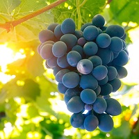 Fresh Grapes