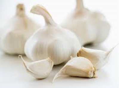 Garlic