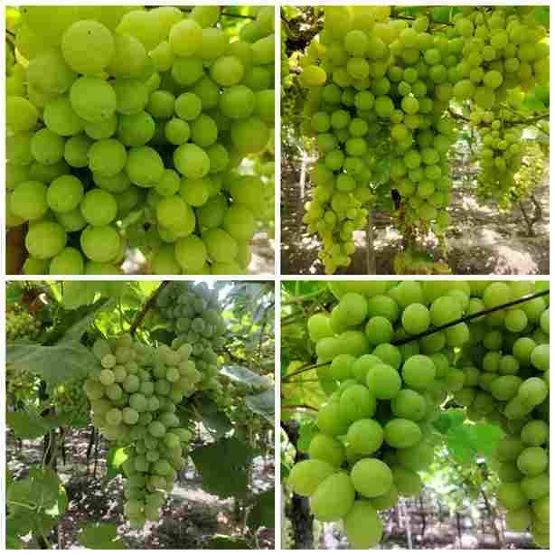 Grapes